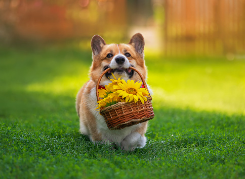 cute corgi dog puppy runs through a green meadow with a basket of yellow sunflowers in his teeth on a sunny summer day