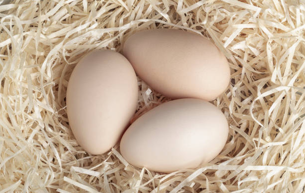 istock Fresh chicken eggs on straw close-up. View from above. 1950510970