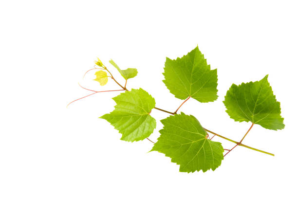 istock Grapevine and grape leaves isolated on white. Free space for text. 1950522562