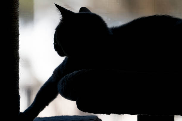 Silhouette of a cat in a cat tree looking out a window on a cold winter day.
