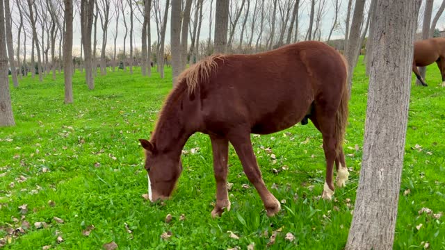 domestic horse grazing in the summer, grazing a horse in a clearing with green grass near the forest 4k stock video