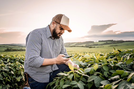 Farmer examining soybean plantation with cell phone