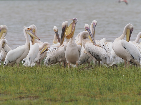 group of pelican