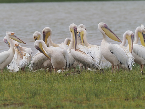 group of pelican