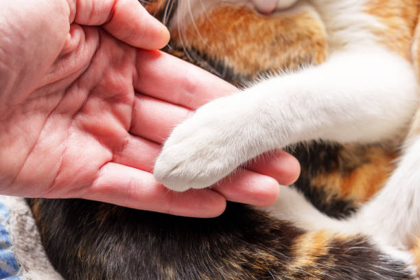 Human hand and cat paw together close up. Help animals concept