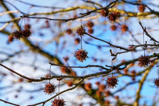 American sweetgum prickly nuts or seeds on a liquidambar styraciflua tree branch