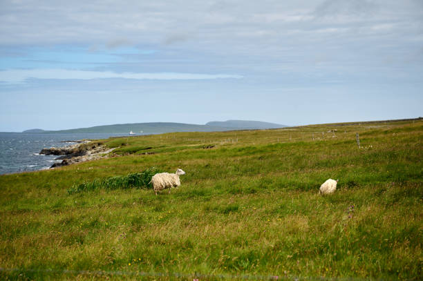 ovelhas em fetlar - sheep shetland islands water flower - fotografias e filmes do acervo