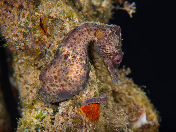 kucyk morski z cypru - mammal hippocampus zdjęcia i obrazy z banku zdjęć