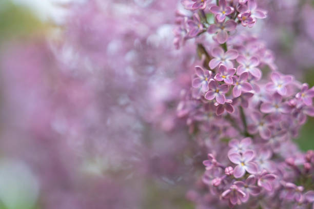 istock Blooming purple lilac flowers background, close up 1950573252