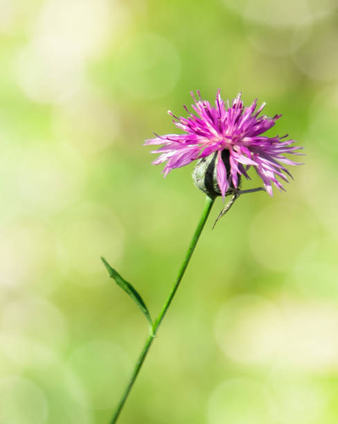 istock Purple flower on green background 1950579643