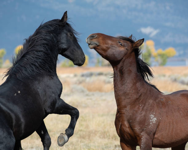 istock Two Mustangs in high desert in the Washoe Lake 1950586451