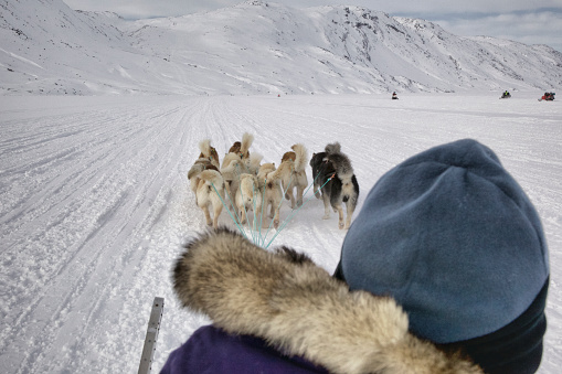 Greenlandic sled dogs in action in the vicinity of Sisimiut (Holsteinsborg), Greenland, Denmark.