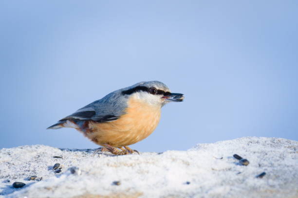 istock Sitta europaea aka Eurasian nuthatch with the seed in his beak. 1950589587