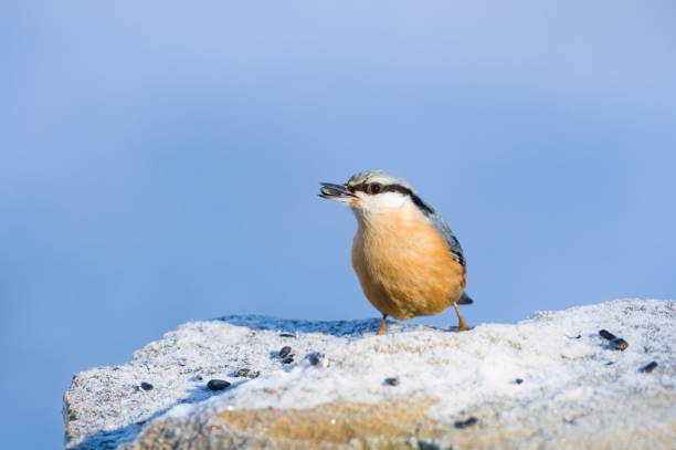 istock Sitta europaea aka Eurasian nuthatch with the seed in his beak. 1950590105
