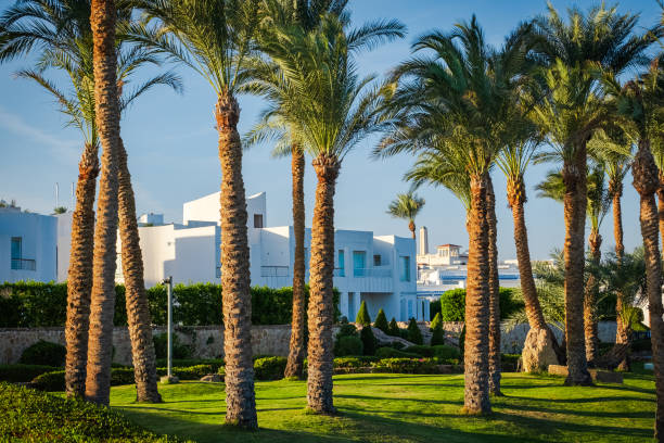 Tropical homes with palm trees and blue sky. White modern homes and dates trees in middle east. Tropical homes with palm trees and blue sky. White modern homes and dates trees. with green lawn. delray beach fl stock pictures, royalty-free photos & images