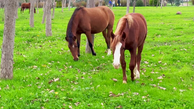 domestic horse grazing in the summer, grazing a horse in a clearing with green grass near the forest 4k stock video