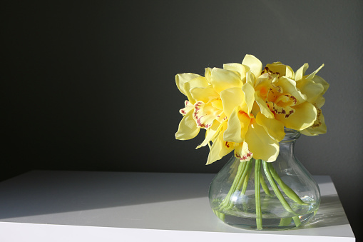 Still Life portraits background copy space empty space, blank template. Striking contrast of light and dark with yellow flower in clear glass vase in the sunshine.