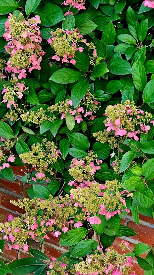 Brick wall with cascading foliage and pink hydrangea flowers