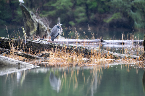 Great Blue Heron in marsh and estuary