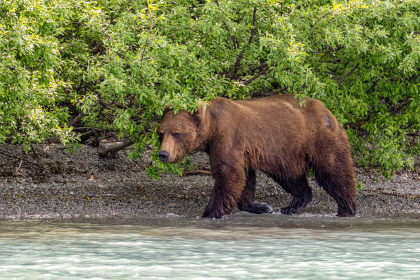 istock Grizzly at Crescent Lake, Alaska, US 1950631080