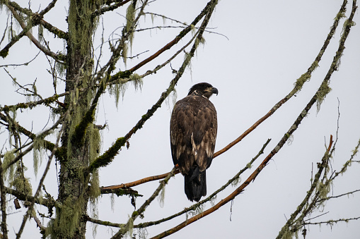 Three bald eagles, playing king of the hill,  with Cloudy sky background.  Homer, Alaska