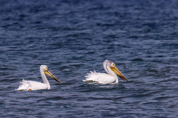 istock The White American pelicans 1950655009