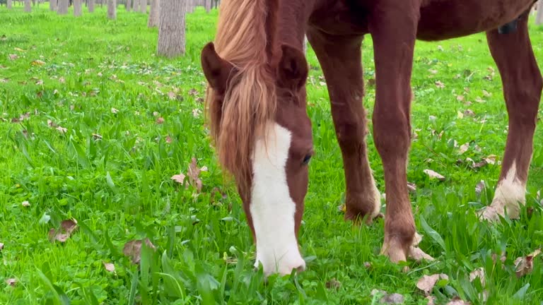 domestic horse grazing in the summer, grazing a horse in a clearing with green grass near the forest 4k stock video