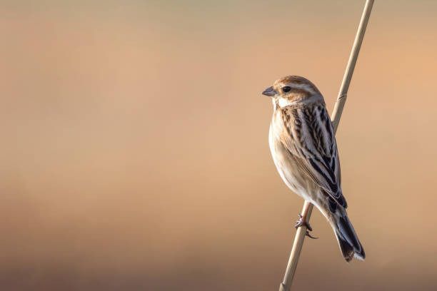 istock A Reed bunting on a reed stem. 1950671918