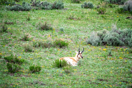 Pronghorn antelope in the Grand Teton National Park