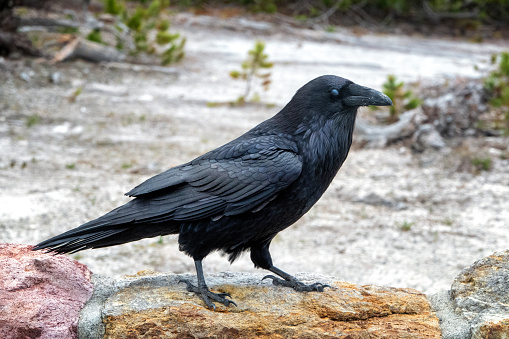 Common Raven in Yellowstone National Park