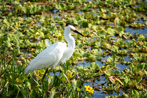 Small white heron with black bill, black legs, and yellow feet located in a Florida wetland park