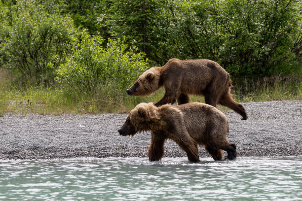 istock Grizzly siblings at Crescent Lake, Alaska, US 1950677638