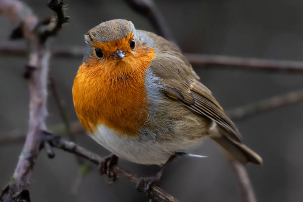 istock Little robin red breast perched on a branch 1950683286