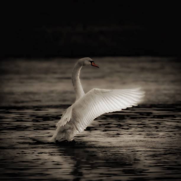istock Stretching swan gracefully landing on water, wings gracefully extended 1950683287