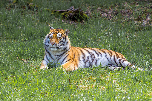 Siberian tiger in an ambush in the winter day. It lies in the snow hidden behind a bush. White snow highlights the orange color of its fur. Characteristic patterns and textures of fur are clearly visible.