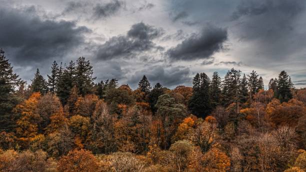 istock Treetops in a cloud-filled field in autumn 1950684362