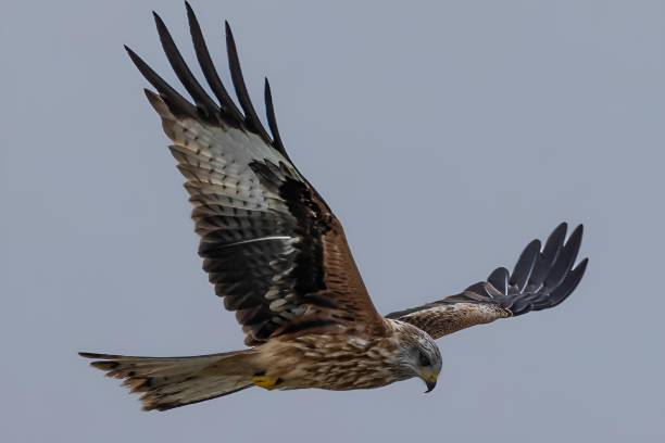 istock Red kite scouting for prey through clear sky above clouds and lush foliage 1950684872