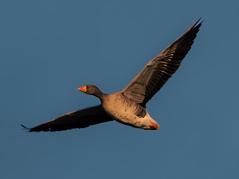 Greylag goose in mid-flight through a clear blue sky