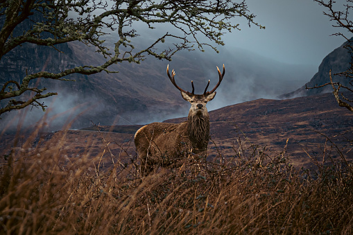 A great stag in the highlands of Scotland, beside a mist-covered mountain