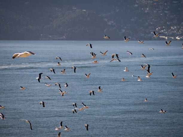 many seagulls are flying together in the air over the ocean A flock of seagulls soaring in unison above the vast ocean seafowl stock pictures, royalty-free photos & images