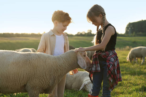 istock Children stroking sheep on pasture. Farm animals 1950693681