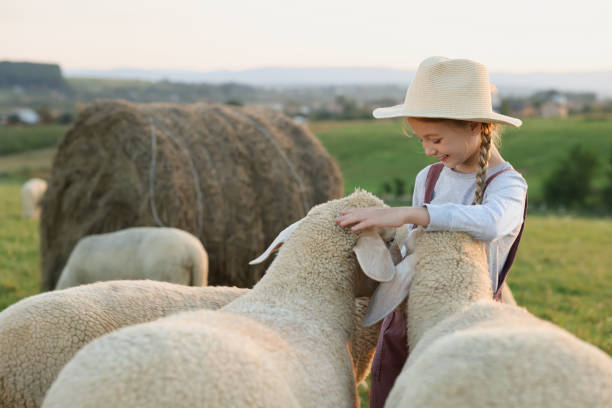 istock Girl with sheep on pasture. Farm animals 1950694190