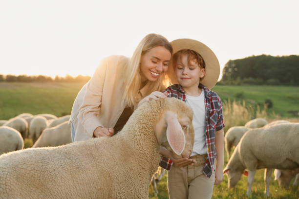 istock Mother and son feeding sheep on pasture. Farm animals 1950694201