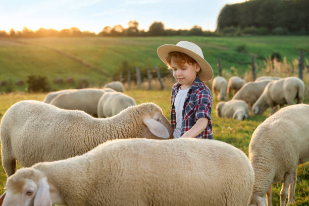 istock Boy with sheep on pasture. Farm animals 1950695274