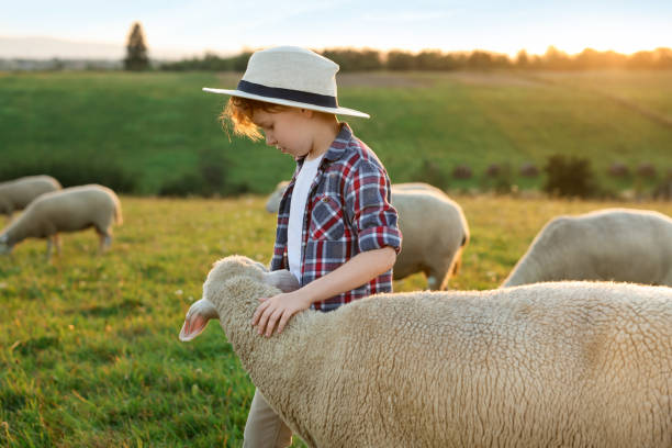 istock Boy stroking sheep on pasture. Farm animals 1950695275