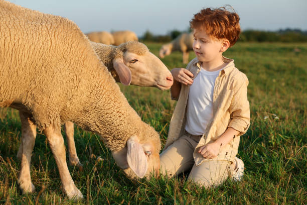 istock Boy with sheep on pasture. Farm animals 1950695288
