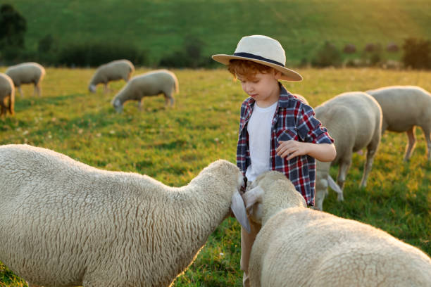 istock Boy with sheep on pasture. Farm animals 1950696861