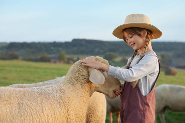istock Girl feeding sheep on pasture. Farm animals 1950697886