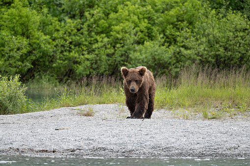 Grizzly siblings at Crescent Lake, Alaska, US. High quality photo