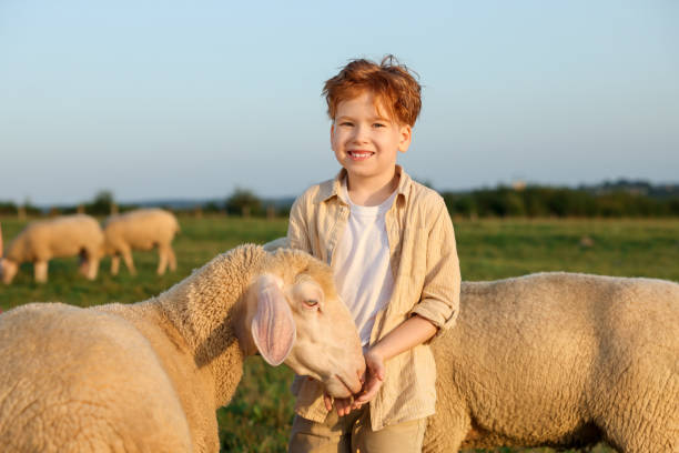 istock Boy feeding sheep on green pasture. Farm animals 1950700458